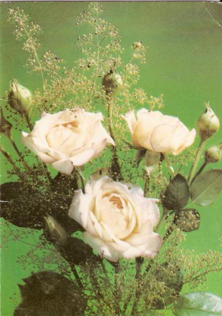 Схемы вышивки, похожие на «букет белых роз» (№74518) по сюжету